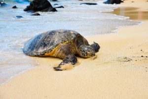 Turtle on beach