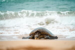 Sea Turtle on beach
