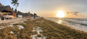 what you need to know about sargassum