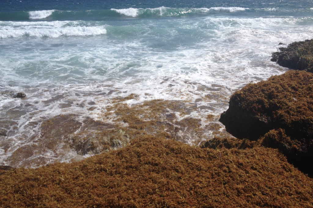 what you need to know about sargassum