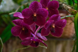 costa rica orchids