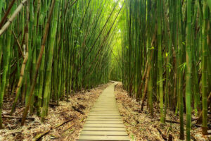 Bamboo forest