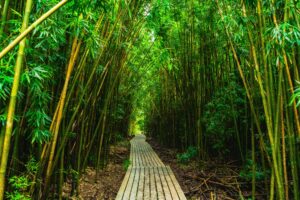 Bamboo forest