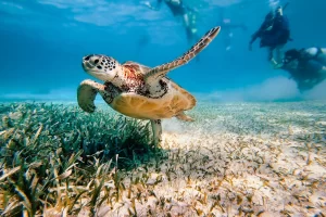 Diving Belize