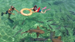 explore belize sharks
