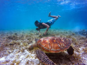 Snorkeling with turtle