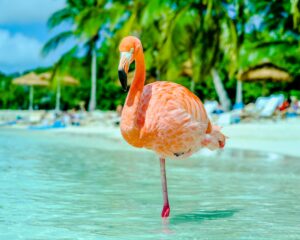 Flamingo