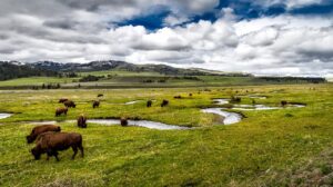 Yellowstone Spring Getaway