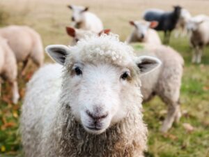 ireland sheep