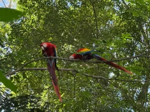a couple of red macaws on a tree branch