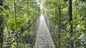 a suspension bridge in the middle of a forest