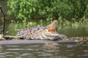 a crocodile lying on a beach