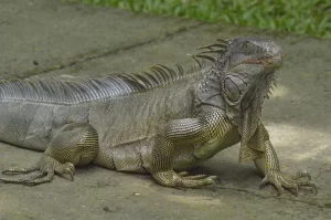 an Iguana on the ground