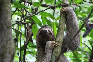 a sloth in a tree