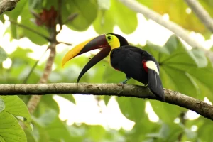 Toucan sitting on a tree branch