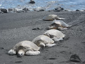 Turtles on Black sand beach