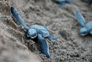 Baby Sea Turtles