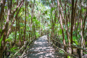 Belize, Bacab jungle park