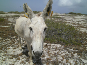 Donkey in Bonaire